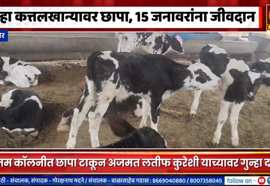 संगमनेर – पुन्हा कत्तलखान्यावर छापा, १५ जनावरांना जीवदान देत अजमत लतीफ कुरेशीवर गुन्हा दाखल