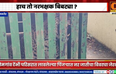 संगमनेर – हाच तो नरभक्षक बिबट्या ?, निमगांव टेंभी परिसरात नर जातीचा बिबट्या जेरबंद