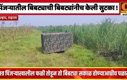 कोल्हार – पिंजऱ्यातील बिबट्याची बिबट्यांनीच केली सुटका !